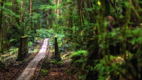 Nature's Untouched Magic: Yakushima National Park In Japan